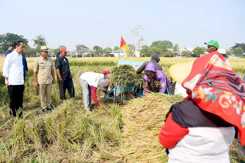 BEKALAN DITINGKAT: Presiden Indonesia, Encik Joko Widodo (paling kiri) meninjau proses menuai padi di Desa Ciasem Girang, Kabupaten Subang, Jawa Barat, dan berharap petani di beberapa daerah dapat meningkatkan bekalan rizab beras Indonesia.