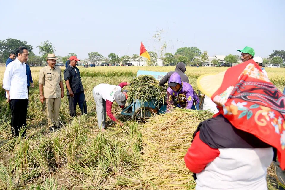BEKALAN DITINGKAT: Presiden Indonesia, Encik Joko Widodo (paling kiri) meninjau proses menuai padi di Desa Ciasem Girang, Kabupaten Subang, Jawa Barat, dan berharap petani di beberapa daerah dapat meningkatkan bekalan rizab beras Indonesia.
