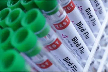 flu burung
