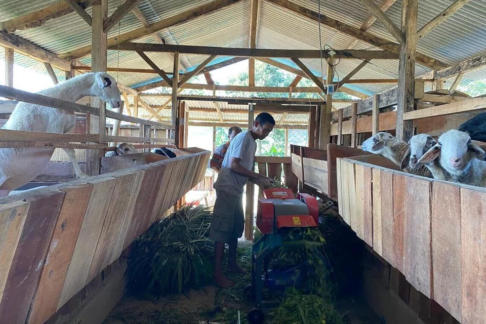 Seorang petani memproses rumput yang ditanam secara organik untuk dijadikan makanan kambing di salah sebuah kandang berkelompok di Kampung Cibuntu, Kuningan, Jawa Barat. Kawasan khas itu kini menjadi contoh pengurusan ternakan bagi kampung-kampung lain.