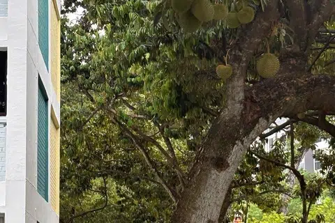 Terdapat 13 pokok durian di cerun antara Blok 4 dengan 5 Lorong Lew Lian.