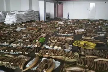 PERDAGANGAN BAHAGIAN HAIWAN TERANCAM: Sebanyak 1,783 gading, empat tanduk badak sumbu dan 22 taring dirampas semalam. - Foto AVA dan KASTAM SINGAPURA