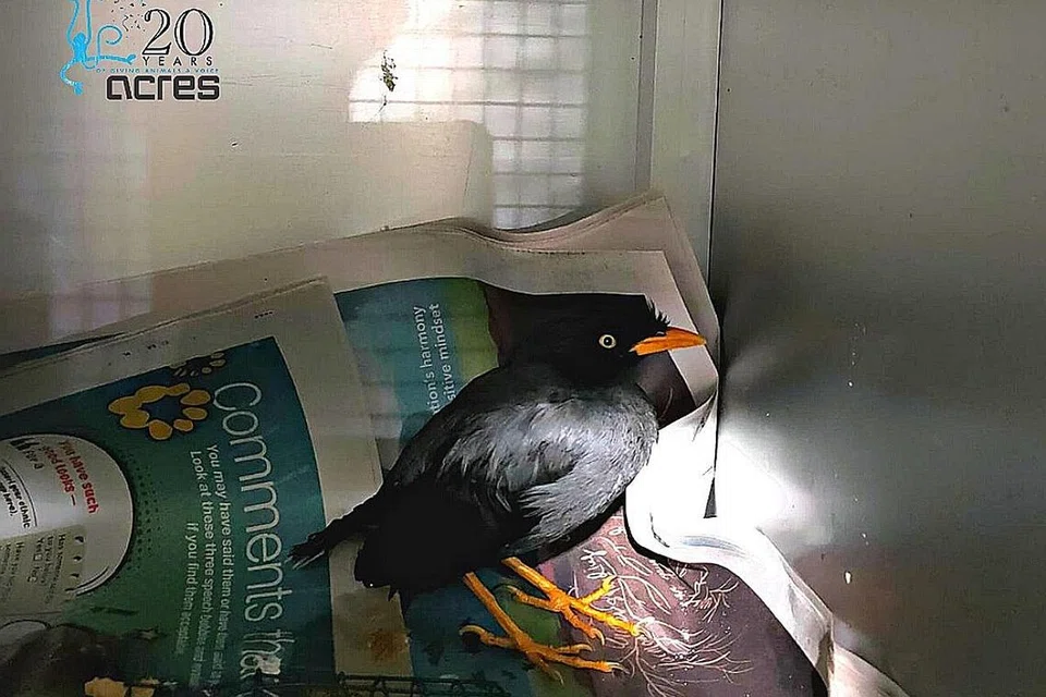 TINDAKAN KEJAM TERHADAP BURUNG: Mereka yang didapati melakukan kekejaman terhadap haiwan boleh didenda sebanyak $15,000, dipenjara sehingga 18 bulan atau kedua-duanya bagi kesalahan pertama. - Foto FACEBOOK ACRES