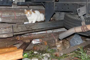 Singapura, kucing, pengabaian kucing