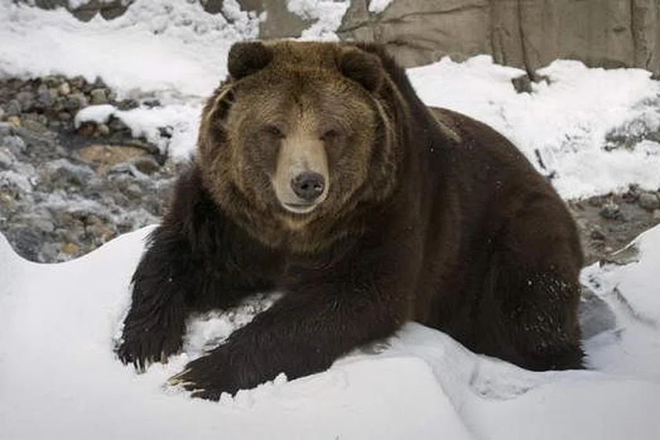 BERUANG GRIZLI: Beruang ini adalah daripada spesies beruang perang yang biasa terdapat di Amerika utara dan merupakan haiwan asli di Canada. 