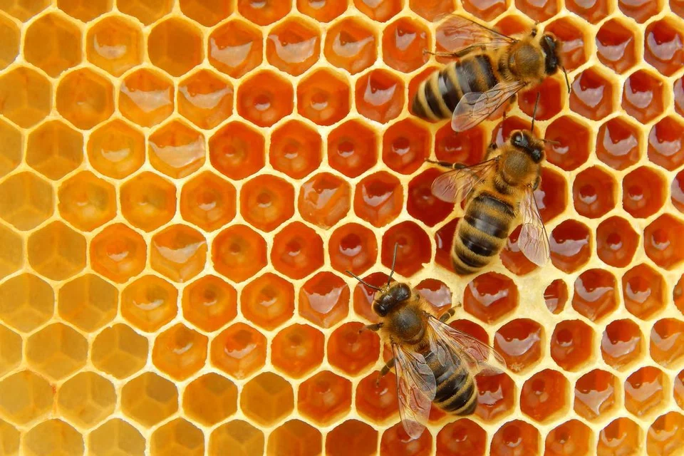 Belajar bagaimana madu dihasilkan dalam bengkel ‘What a Bee-zy Day!’, anjuran Pusat Sains Singapura.