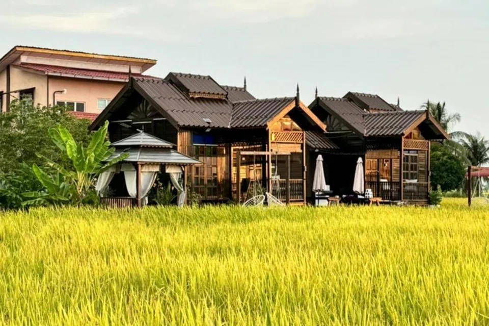 Inap desa yang terletak di tengah sawah di Sekinchan, Selangor, ini kian  menerima pelancong termasuk dari Singapura yang mahu menikmati pengalaman kehidupan di desa.