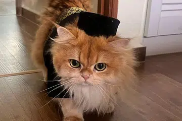 Kucing Terpaling Glamor Beraya BH