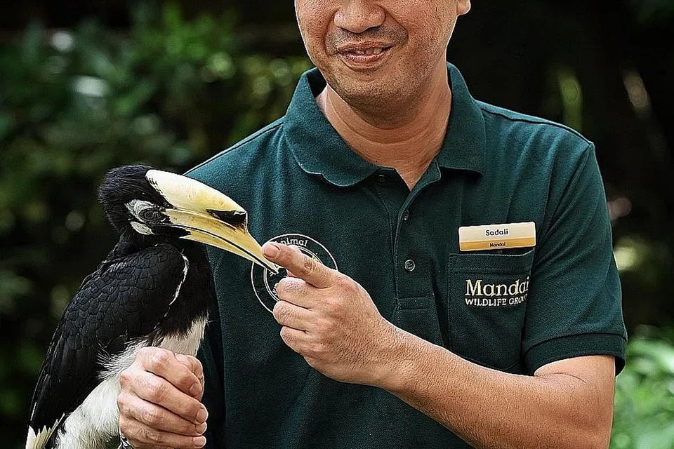 TERLIBAT DALAM PROJEK: Encik Sadali Mohamed Tali, yang bekerja di Taman Burung Jurong sejak 2000, berpeluang terlibat dalam satu projek pemuliharaan burung untuk melepaskan pasangan burung enggang belulang (dalam gambar) kembali dalam hidupan liar di Singapura pada 2008. Malah, sebagai penjaga burung, beliau diberi peluang menamakan pasangan burung yang dilepaskan sempena namanya sendiri - Sada dan Lily. - Foto-foto BH oleh KHALID BABA