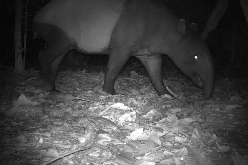 Penampakan tapir Malaya terakhir dicatatkan pada 12 Ogos ketika sedang bergerak pada larut malam di bahagian barat Pulau Ubin. 