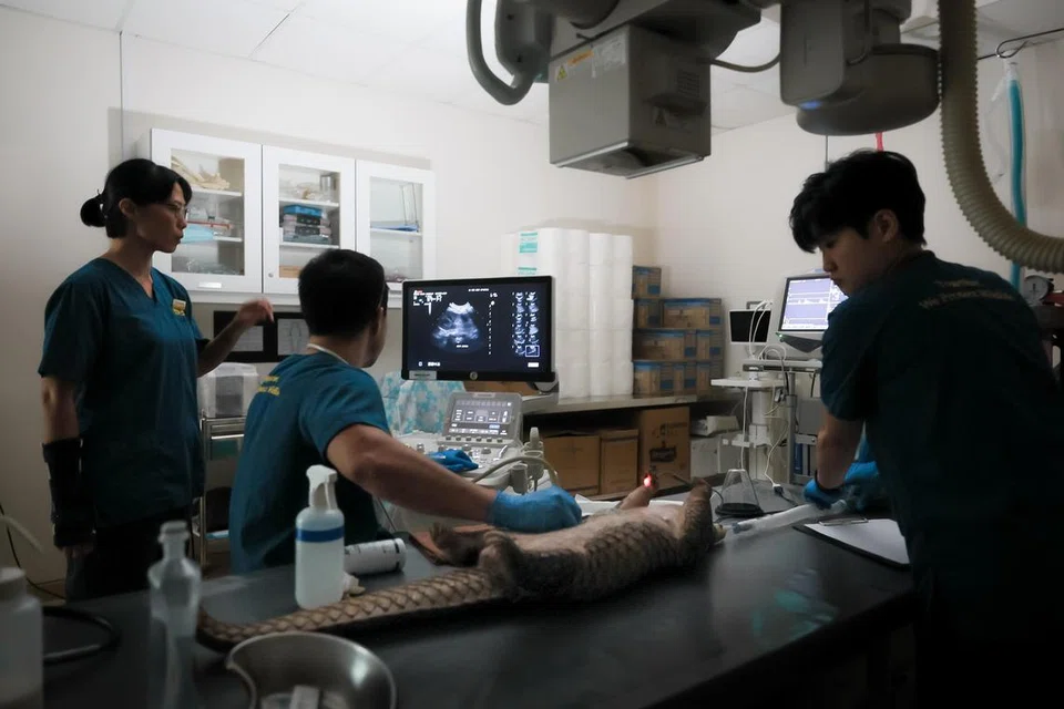 (Dari kiri) Doktor Haiwan, Dr Charlene Yeong; Penolong Naib Presiden  Penjagaan Kesihatan Haiwan Mandai Wildlife Group, Dr Heng Yirui; dan Jururawat Haiwan, Encik Maxine Ng, sedang menjalankan prosedur ultrabunyi pada tenggiling Sunda jantan semasa pemeriksaan kesihatan penuh di Mandai.