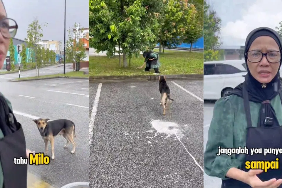 Seorang warga Malaysia yang dikenali sebagai Cik Masha, dikecam netizen gara-gara memberi makan kepada anjing liar berhampiran restorannya, Restoran Salai Star di Johor Bahru.
