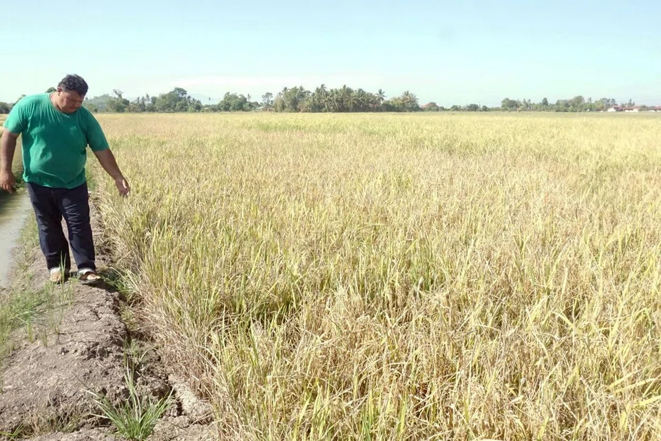 Seorang pesawah meninjau sawahnya yang kering akibat cuaca panas melampau ekoran fenomena El-Nino di Kampung Gulau, Pokok Sena, Kedah.