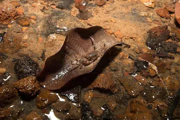PROJEK LINDUNG ALAM SEKITAR: Mandai Nature, salah satu benefisiari dana filantropi Temasek, menyokong usaha mengkaji spesies ketam air tawar tempatan. - Foto fail