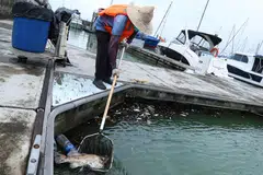 IKAN MATI: Beberapa ekor ikan mati ditemui selepas kebakaran di perairan Raffles Marina, menjejas mutu air ekoran adanya minyak dan gris.