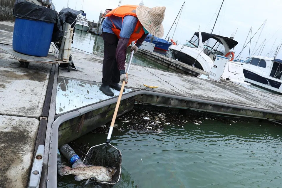 IKAN MATI: Beberapa ekor ikan mati ditemui selepas kebakaran di perairan Raffles Marina, menjejas mutu air ekoran adanya minyak dan gris.