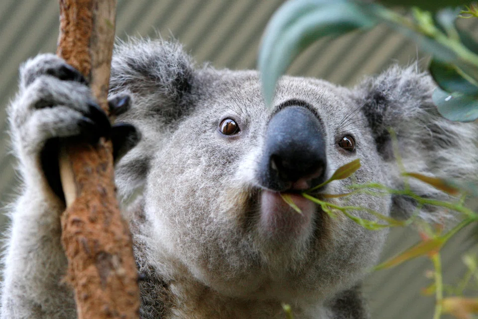 Koala mengunyah daun eucalyptus di Sydney.