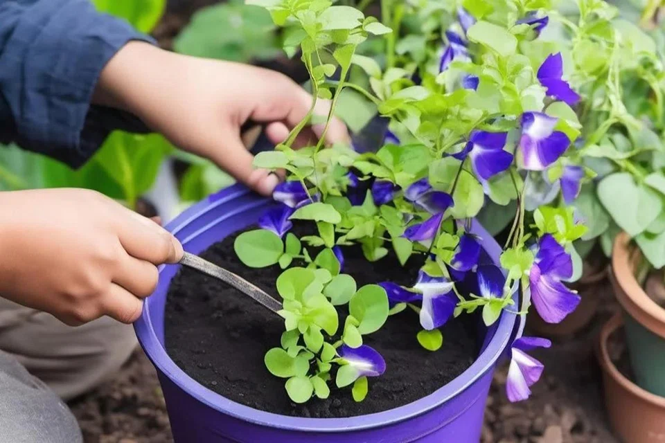 Ketahui lebih lanjut tentang bunga telang atau ‘blue pea’. Daripada kegunaan bunga tersebut hingga cara menanamnya dengan betul. Banyak yang boleh dipelajari di bengkel kendalian Gardens by the Bay. 