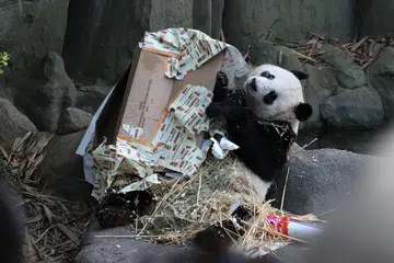 SELAMAT TINGGAL: Anak beruang panda kelahiran Singapura, Le Le, telah menunjukkan tanda-tanda dia semakin mampu berdikari seperti makan, berehat dan bermain sendirian. 