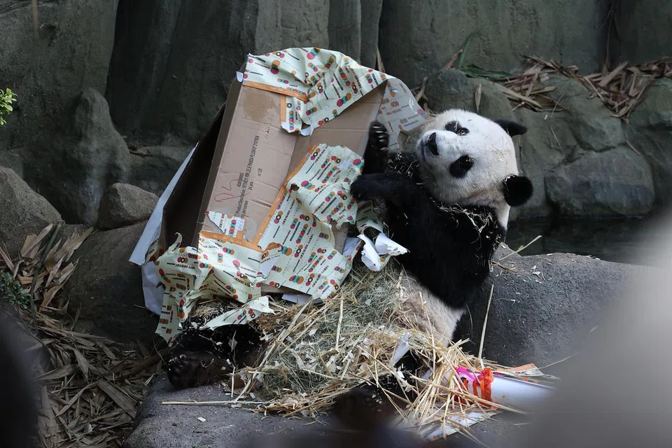 SELAMAT TINGGAL: Anak beruang panda kelahiran Singapura, Le Le, telah menunjukkan tanda-tanda dia semakin mampu berdikari seperti makan, berehat dan bermain sendirian. 