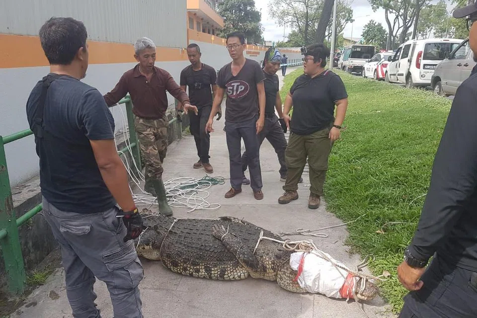 Buaya yang dilihat dalam longkang di Sungei Kadut telah ditangkap dan dialihkan ke ladang buaya. FOTO: PEMBACA BH