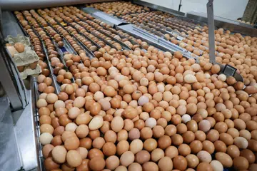 Singapura mengimport 90 peratus daripada bekalan makanannya termasuk telur.