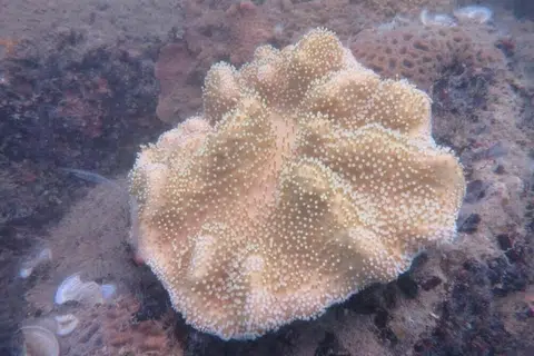 Karang lembut seperti ‘lobophytum leather’ menjadi tempat berlindung bagi haiwan kecil seperti bintang laut dan udang.