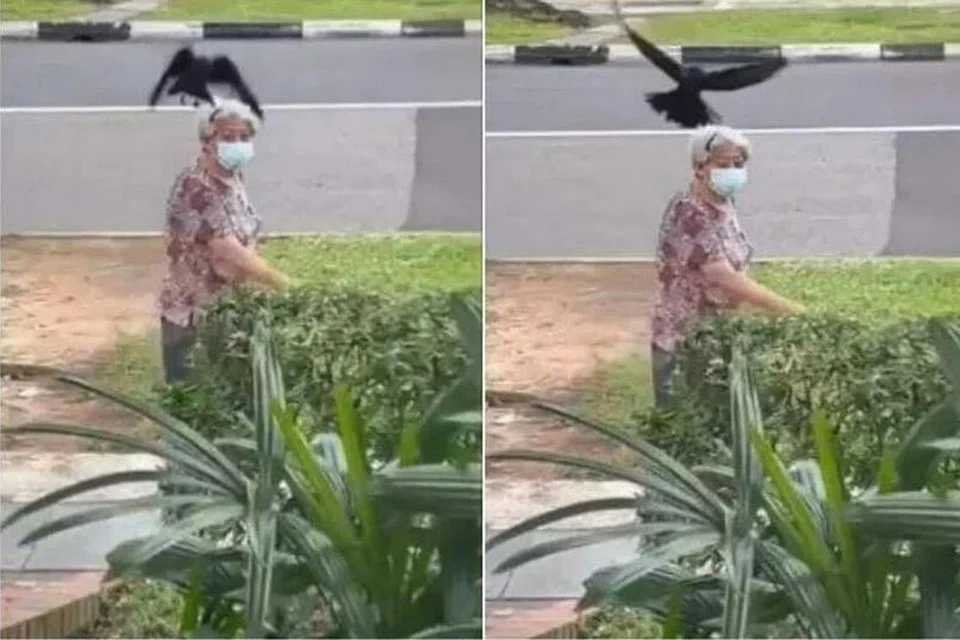 DISERANG BURUNG GAGAK: NParks menyedari tentang video bertarikh 7 Mac mengenai seorang wanita diserang burung gagak ketika beliau berjalan di Serangoon, yang disiarkan di media sosial. TANGKAP LAYAR STOMP