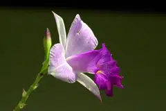 Bunga anggerik