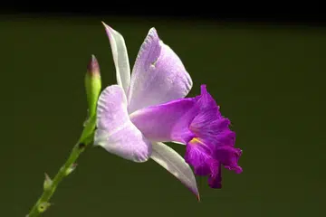 Bunga anggerik