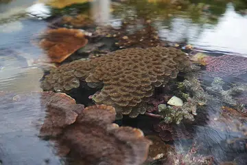 BATU KARANG: Pelbagai jenis batu karang dilihat dalam tangki di Makmal Laut Kebangsaan Pulau St John. - Foto BM oleh GIN TAY