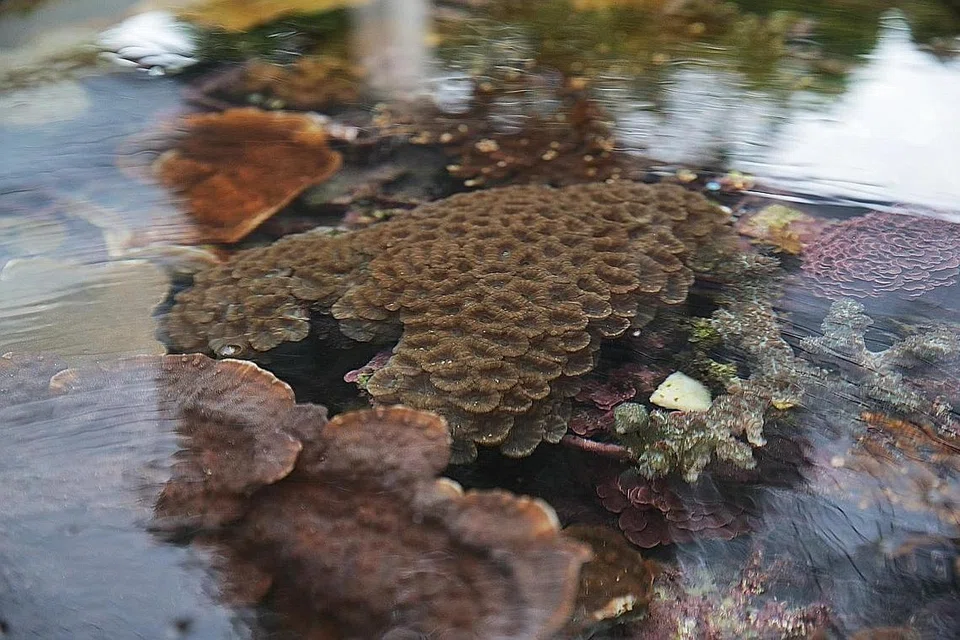 BATU KARANG: Pelbagai jenis batu karang dilihat dalam tangki di Makmal Laut Kebangsaan Pulau St John. - Foto BM oleh GIN TAY