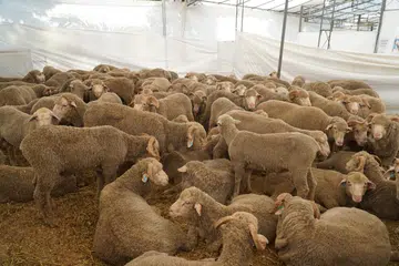 muhammadiyahm kambing, korban, 2025