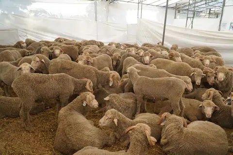 muhammadiyahm kambing, korban, 2025
