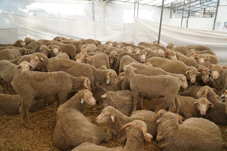 muhammadiyahm kambing, korban, 2025