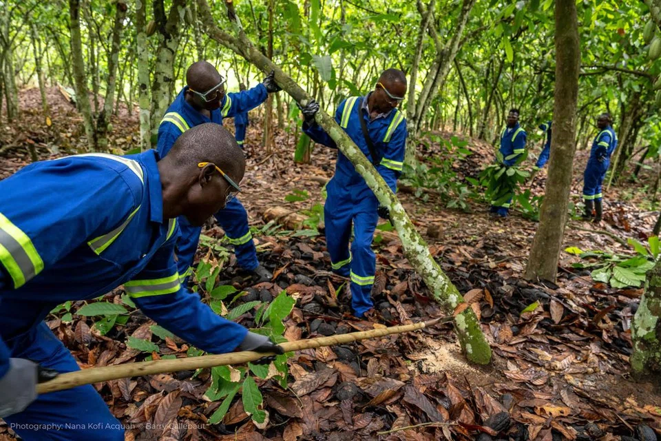MENCANTAS POKOK: Barry Callebaut menggajikan kumpulan buruh untuk mencantas pokok di tanah seluas satu hektar di ladang petani mereka. Kumpulan itu menunjukkan cara mencantas pokok di ladang Encik Noël N’dri Yao di Tiassalé, Ivory Coast, pada 26 April. Dengan mencantas, ia boleh membantu mengoptimumkan pertumbuhan pokok koko, sekali gus memaksimumkan hasil tuaian.