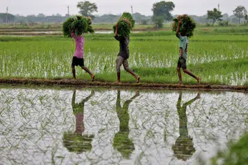 Pesawah membawa pulang hasil tuaian (gambar hiasan)
