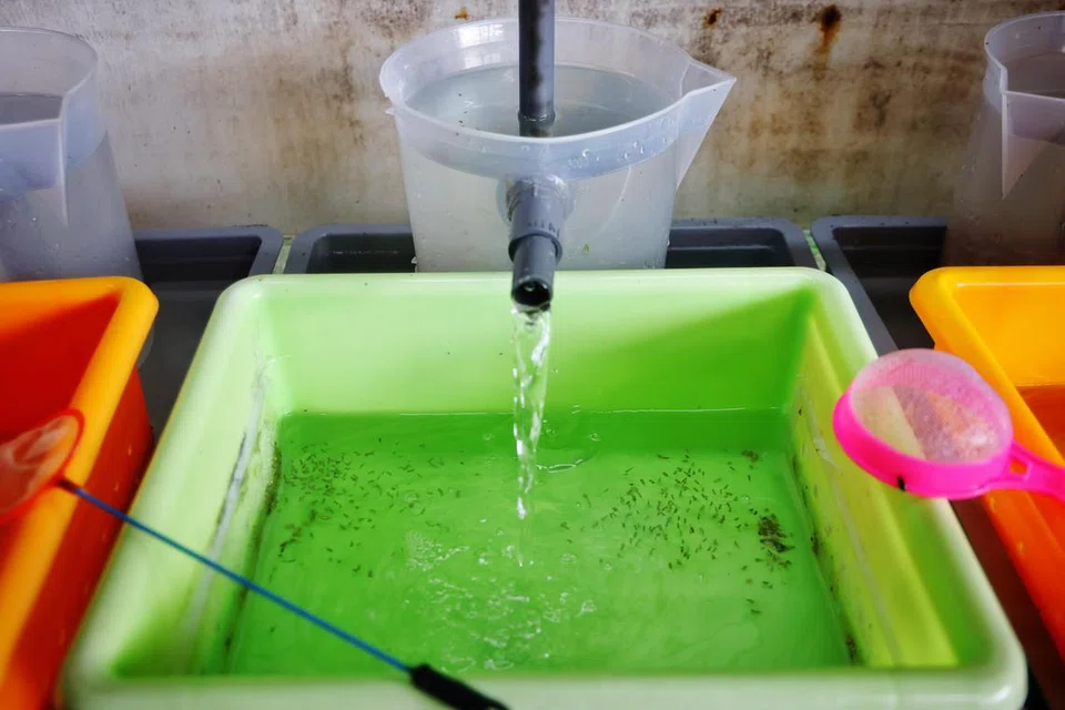 Century Aquaculture, tilapia, ternakan ikan