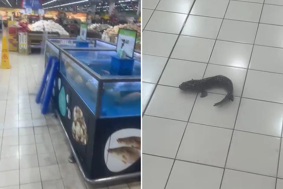 LOMPAT KELUAR: Menurut Encik Qayyum, ikan tersebut telah keluar dari tangki dan kemudian ‘merayap’ di atas lantai.