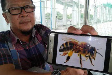 LEBAH LIAR: Encik Razali menunjukkan gambar lebah liar jenis Apis Dorsata yang dikatakan menghasilkan madu asli terbaik dan mujarab bagi perawatan cara Islam. - Foto SAINI SALLEH 