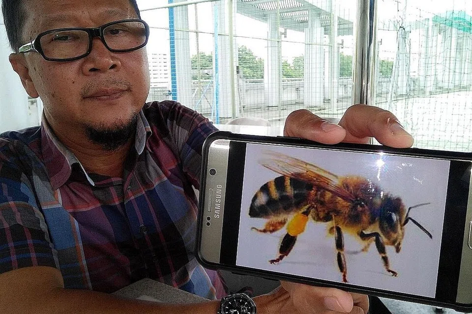 LEBAH LIAR: Encik Razali menunjukkan gambar lebah liar jenis Apis Dorsata yang dikatakan menghasilkan madu asli terbaik dan mujarab bagi perawatan cara Islam. - Foto SAINI SALLEH 