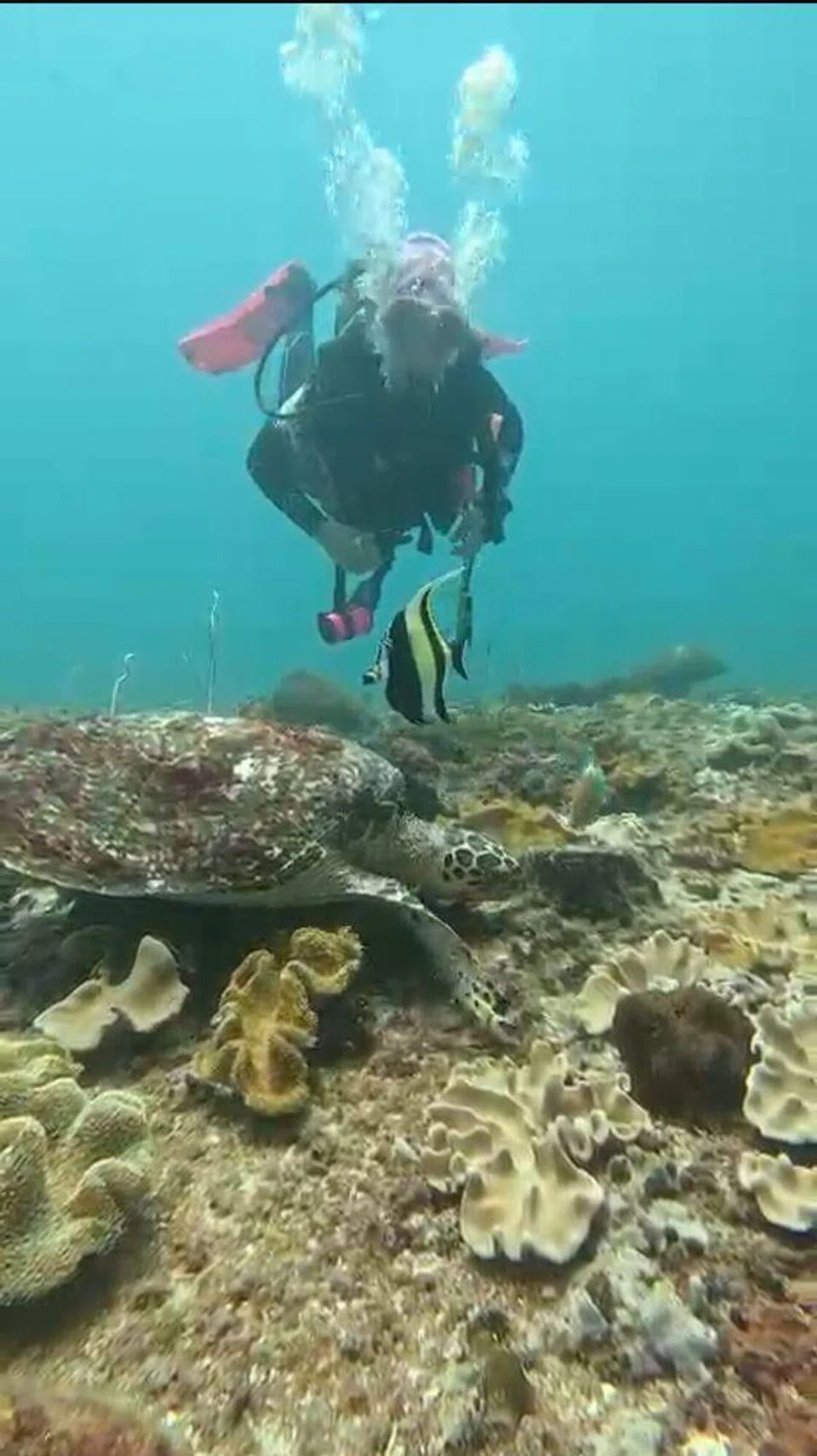 Cik Nyimas Andreana menyelam dengan penyu di Phuket pada 2025.