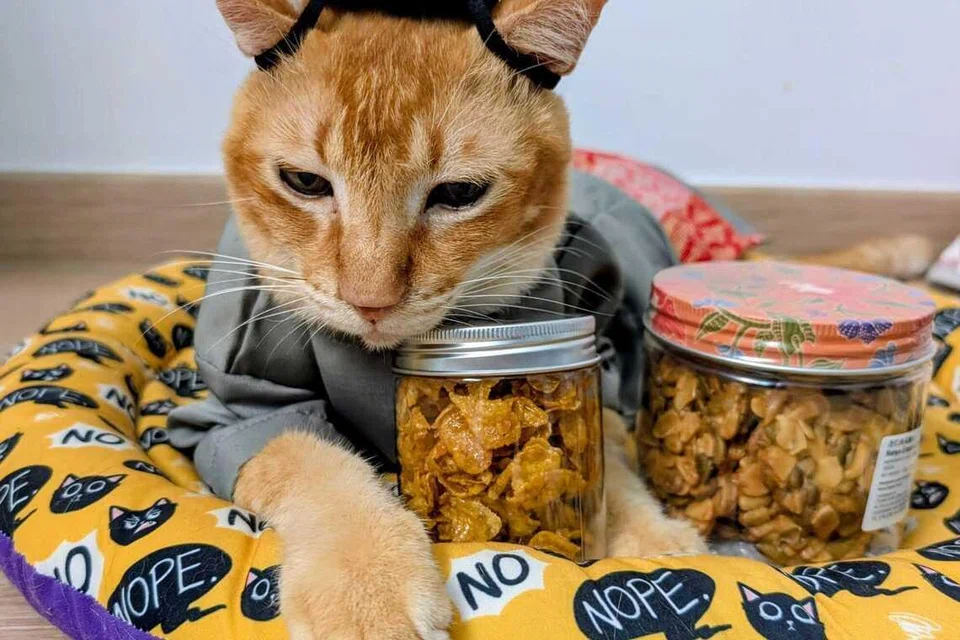 Jangan ambil kuih saya, kata An-An kucing kesayangan Cik Asmawati Saimon. 