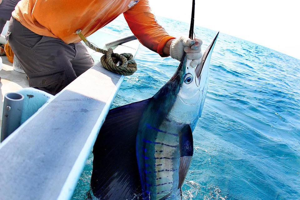 Ikan Layaran. 