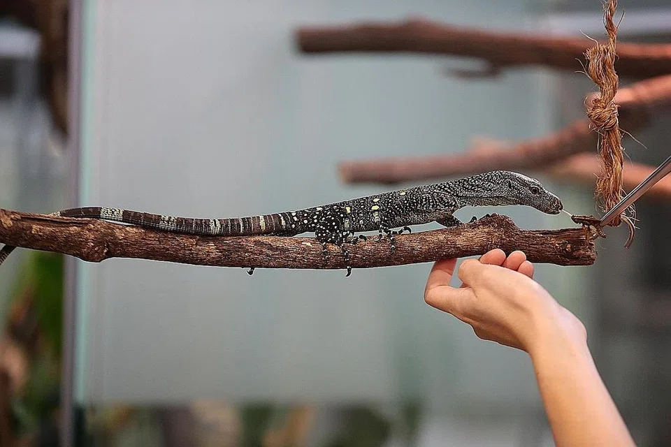 BARU MENETAS: Anak biawak ini - generasi kedua spesis yang pertama di dunia menetas dalam sebuah taman haiwan - merupakan antara 660 anak haiwan baru yang disambut Wildlife Reserves (WRS) tahun lalu. - Foto BH oleh TIMOTHY DAVID