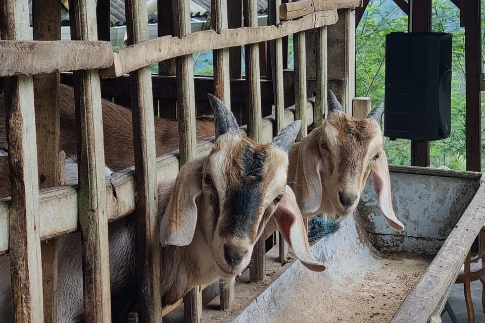 LADANG DI INDONESIA: Semua haiwan yang dipelihara ini dijaga dengan rapi dan dipastikan sihat serta bebas penyakit. 