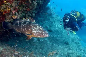 Gambaran dasar lautan dengan pelbagai kehidupan.
