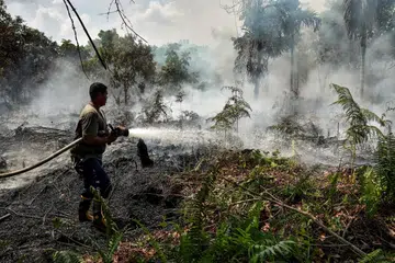 Seorang pegawai keselamatan cuba memadam kebakaran di kawasan tanah gambut di Kampar, Riau, Indonesia, pada 17 Ogos 2026. Riau menjadi antara wilayah utama yang terjejas akibat kebakaran hutan dan tanah di Sumatera, dengan 480 titik panas dikesan. Presiden Indonesia, Encik Prabowo Subianto, melawat wilayah itu pada 24 Ogos bagi meninjau operasi memadam kebakaran sebelum meneruskan lawatan ke Jambi dan Sumatera Selatan.