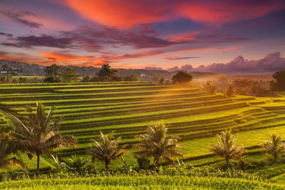 Pemandangan yang cukup menenangkan di sawah padi tatkala di kala senja (gambar perhiasan)