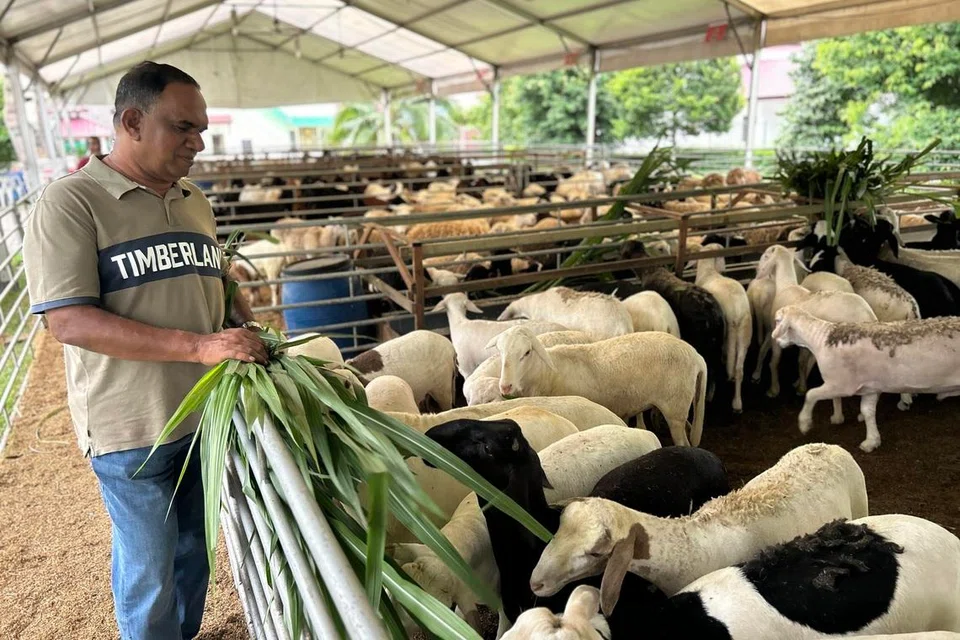 Pengarah Osman Goat Farm di Kangkar Tebrau, Encik Osman Cheya Kutty, memberi makan rumput napier kepada kambing ternakannya.